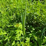 Typha latifolia叶