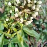 Lithraea molleoides Flor