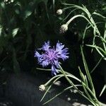 Centaurea cyanusÕis