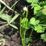 Cardamine flexuosa Fruit