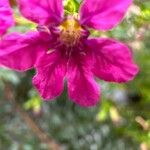 Cuphea hookeriana Květ