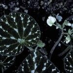 Begonia pustulata Virág