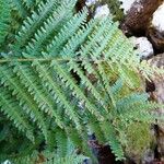Dryopteris filix-mas Feuille