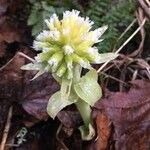 Petasites albus ഇല