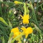 Narcissus gaditanus Flower