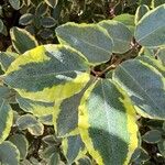 Elaeagnus macrophylla叶