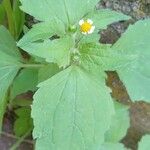 Galinsoga quadriradiata Leaf