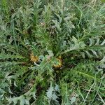 Carlina acanthifolia Habitus