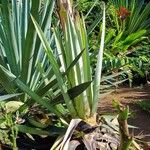 Agave sisalana ഇല