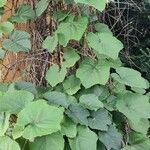 Vitis coignetiae عادت داشتن