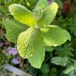 Mentha × villosa Flor