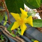 Hibbertia scandens