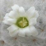 Mammillaria plumosa Цветок