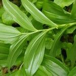 Polygonatum latifolium 樹皮