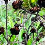 Juncus ensifolius Floare