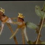 Oenothera primiveris Plod