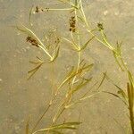 Potamogeton friesii عادت داشتن