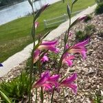 Gladiolus × byzantinus Blomst