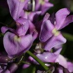 Lonchocarpus schiedeanus Flower
