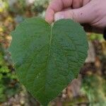 Physalis peruvianaFoglia