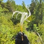 Stipa pennata Frukt