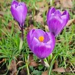 Crocus vernus Flor