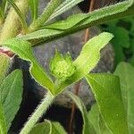 Knautia macedonica Flower