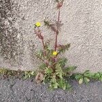 Sonchus oleraceus Flower
