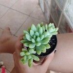 Sedum pachyphyllum葉