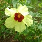 Hibiscus vitifolius Kwiat