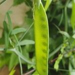 Lathyrus clymenum Fruit