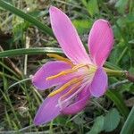 Zephyranthes carinata Flor