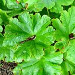 Darmera peltata Feuille