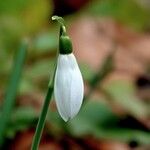 Galanthus nivalisЦвят