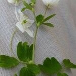 Isopyrum thalictroides Φύλλο