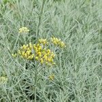 Helichrysum italicum Λουλούδι