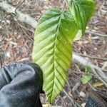 أنواع غير معروفةLeaf