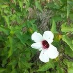 Hibiscus laevis Flor