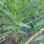 Epilobium roseum Lehti