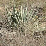 Yucca necopina موطن