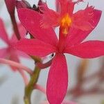 Epidendrum ibaguense പുഷ്പം