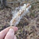 Populus tremulaFlower