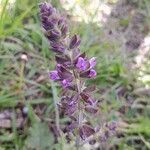 Salvia verbenaca Blüte