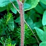 Rubus saxatilis Casca