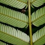 Pentaclethra macroloba Feuille