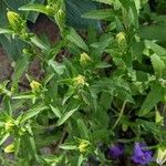 Campanula medium Habit