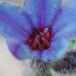 Lithodora fruticosa Çiçek