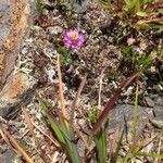 Polygala curtissii Habit