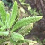 Dittrichia viscosa Leaf