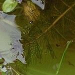 Myriophyllum verticillatum Blad